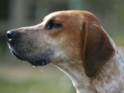 Penn marydel hound
